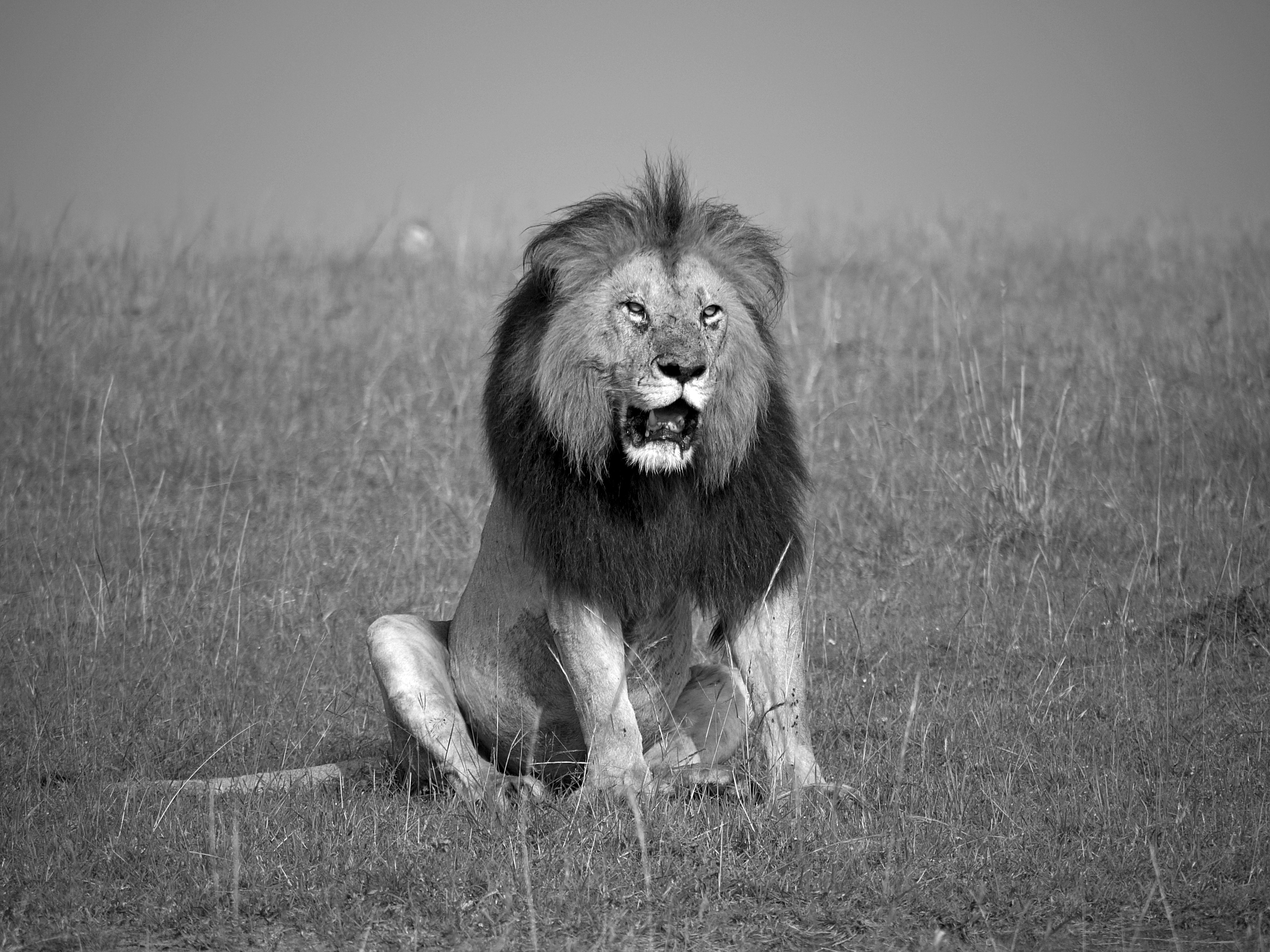 Exotic Aliens: The Lion And Cheetah In India